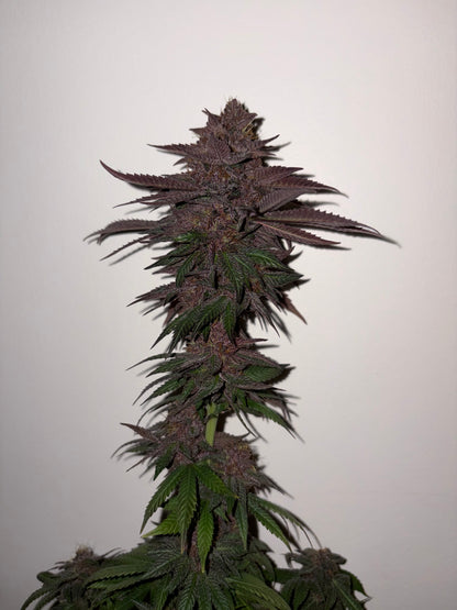 Vanilla Pearl Mix Bud