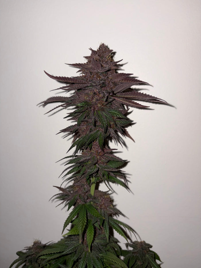 Vanilla Pearl Mix Bud