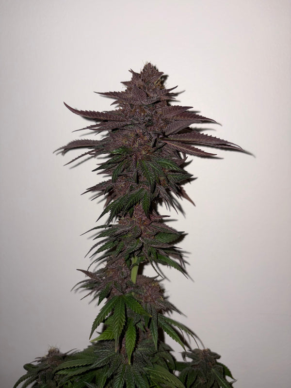 Vanilla Pearl Mix Bud