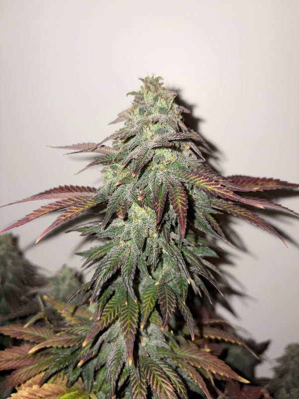 Sunset Dream Mix Bud