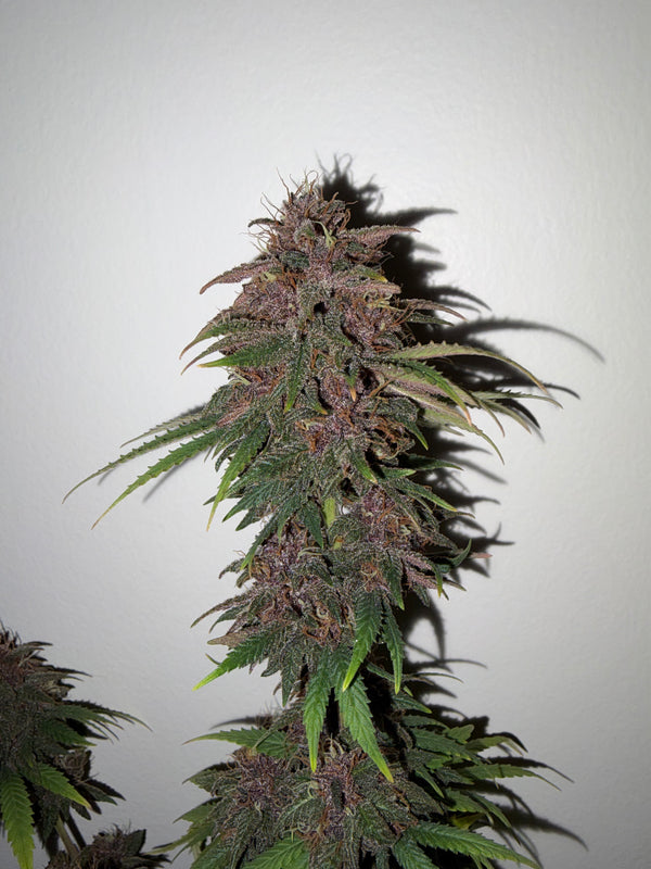 Midnight Calis Mix Bud